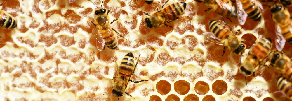 bee3.jpg